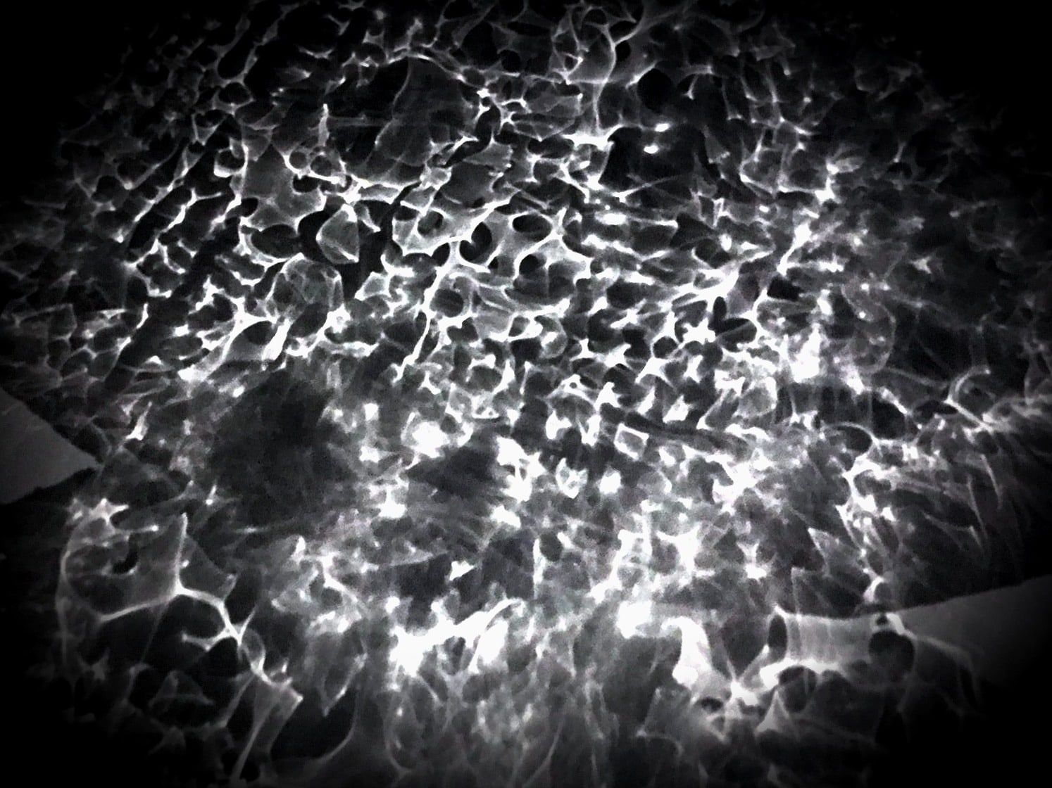 Polypholies : pétales translucides superposés, lumière diffusée en motifs de cellules sur fond noir