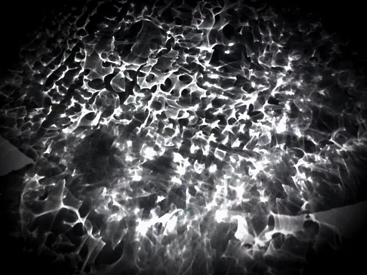 Polypholies : pétales translucides superposés, lumière diffusée en motifs de cellules sur fond noir